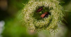 Roadmap voor insectenherstel